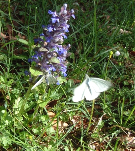 Pieris napi